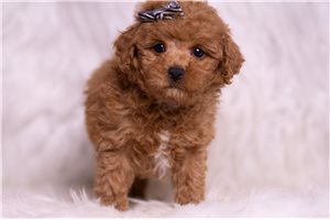 Ozzy - Malti Poo - Maltipoo for sale