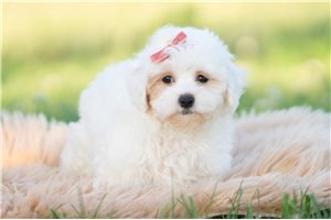 Elias - Malti Poo - Maltipoo for sale
