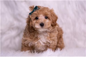 Biscuit - Malti Poo - Maltipoo for sale