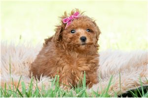 Jadis - Malti Poo - Maltipoo for sale