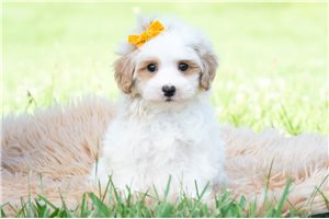 Jack - Malti Poo - Maltipoo for sale