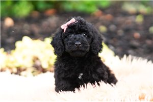Dolores - Malti Poo - Maltipoo for sale