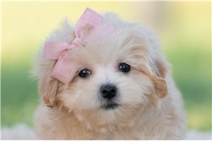 Fiona - Malti Poo - Maltipoo for sale