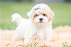 Hermie - Malti Poo - Maltipoo for sale