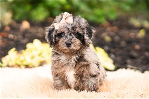 Dior - Malti Poo - Maltipoo for sale