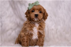 Otis - Malti Poo - Maltipoo for sale