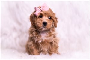 Natalie - Malti Poo - Maltipoo for sale