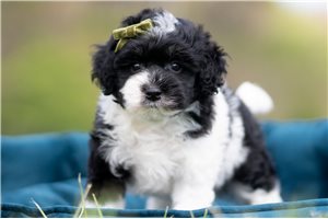 Jaxon - Malti Poo - Maltipoo for sale