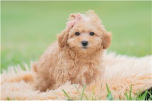 Gwen - Maltipoo for sale