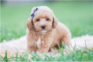Tucker - Maltipoo for sale