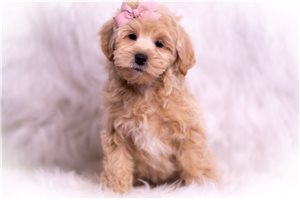 Navy - Malti Poo - Maltipoo for sale