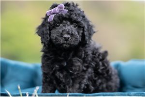 Maya - Malti Poo - Maltipoo for sale