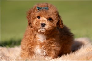 Novo - Malti Poo - Maltipoo for sale
