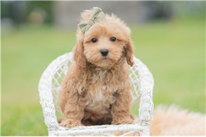 Gene - Malti Poo - Maltipoo for sale