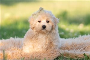 Elmo - Malti Poo - Maltipoo for sale