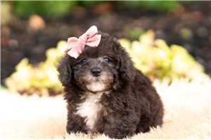 Donatella - Malti Poo - Maltipoo for sale