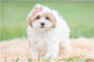 Hannah - Maltipoo for sale