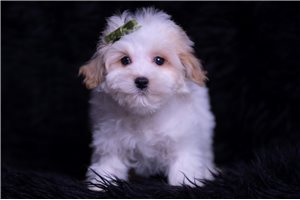 Neil - Malti Poo - Maltipoo for sale