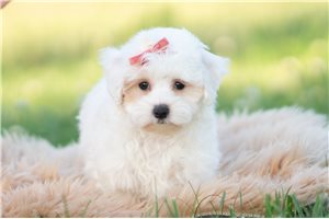 Elias - Malti Poo - Maltipoo for sale