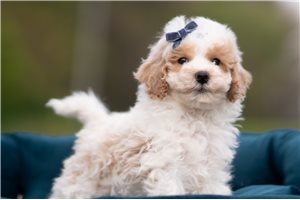 Mickey - Malti Poo - Maltipoo for sale