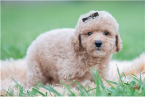 Topher - Maltipoo for sale