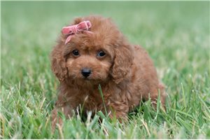 Renee - Malti Poo - Maltipoo for sale