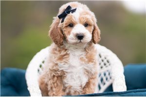 Benson - Malti Poo - Maltipoo for sale