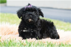 Kado - Malti Poo - Maltipoo for sale