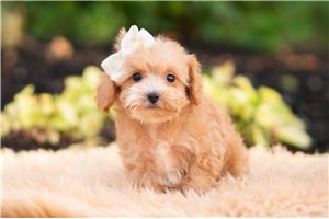 Dodge - Malti Poo - Maltipoo for sale