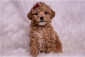 Karen - Malti Poo - Maltipoo for sale