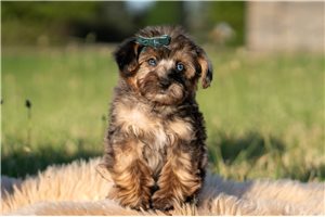 Pirate - Malti Poo - Maltipoo for sale