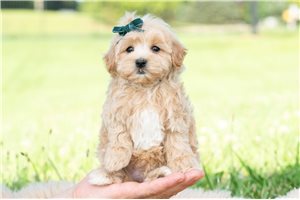 Hamilton - Malti Poo - Maltipoo for sale
