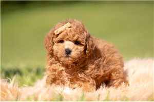 Norton - Malti Poo - Maltipoo for sale