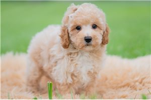 Shawn - Malti Poo - Maltipoo for sale