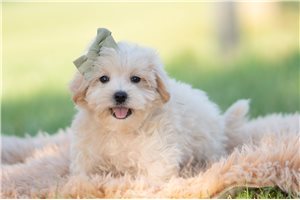 Franklin - Malti Poo - Maltipoo for sale