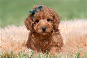 Rhodes - Malti Poo - Maltipoo for sale