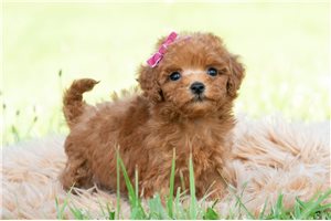 Jamie - Malti Poo - Maltipoo for sale