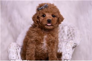 Ozzy - Malti Poo - Maltipoo for sale