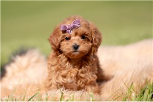 Norma - Malti Poo - Maltipoo for sale