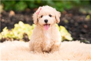 Dolly - Malti Poo - Maltipoo for sale