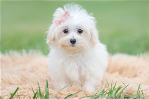 Fern - Maltipoo for sale