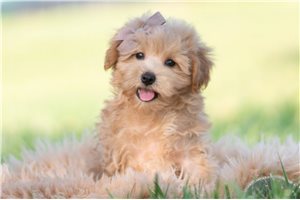Flynn - Malti Poo - Maltipoo for sale