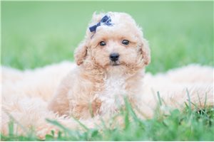 Teddy - Maltipoo for sale