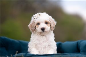 Julien - Malti Poo - Maltipoo for sale