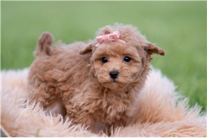 Jenny - Malti Poo - Maltipoo for sale