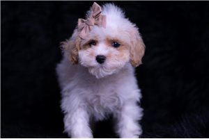 Noor - Malti Poo - Maltipoo for sale