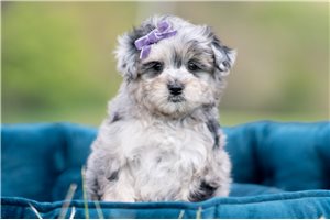 Chanel - Malti Poo - Maltipoo for sale