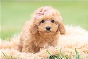 Georgia - Maltipoo for sale