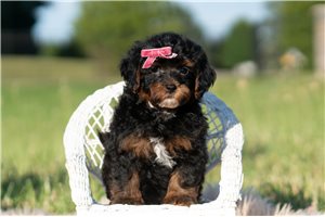 Passion - Malti Poo - Maltipoo for sale