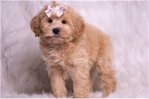 Nicole - Malti Poo - Maltipoo for sale